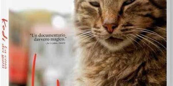 Immagine decorativa per il contenuto TORUN CEYDA "Kedi - la città dei gatti"