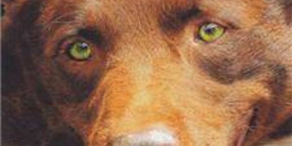 Immagine decorativa per il contenuto STENDERS KRIV "Red dog"